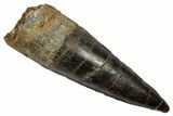 Fossil Spinosaurus Tooth - Real Dinosaur Tooth #345489-1